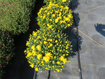 Yellow (Sunny / Bright) - Hardy Fall Mum