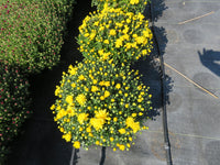 Yellow (Sunny / Bright) - Hardy Fall Mum