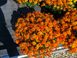 Golden Bronze - Hardy Fall Mum