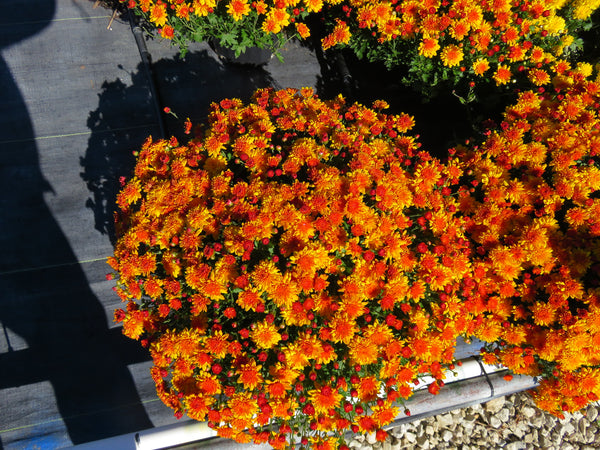 Golden Bronze - Hardy Fall Mum