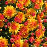Golden Bronze - Hardy Fall Mum