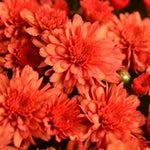 Orange - Hardy Fall Mum