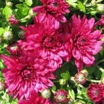 Purple - Hardy Fall Mum