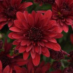 Red - Hardy Fall Mum