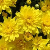 Yellow (Sunny / Bright) - Hardy Fall Mum